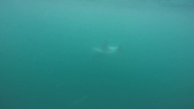 ДЕЛЬФИНЫ играют с дайверами БАРЕНЦЕВО МОРЕ!!!! смотреть онлайн