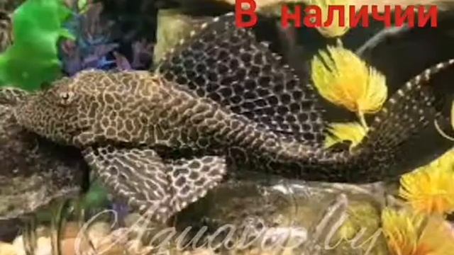 Харациновые рыбки. Аквариум. Продажа рыбок. смотреть онлайн