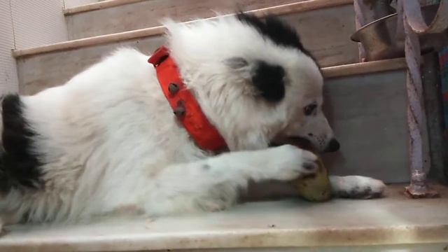 Saint Bernard and Spirit Dog смотреть онлайн