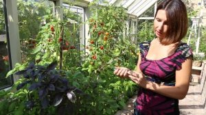 Как правильно выращивать базилик//Посадка, уход и разновидности базилика.