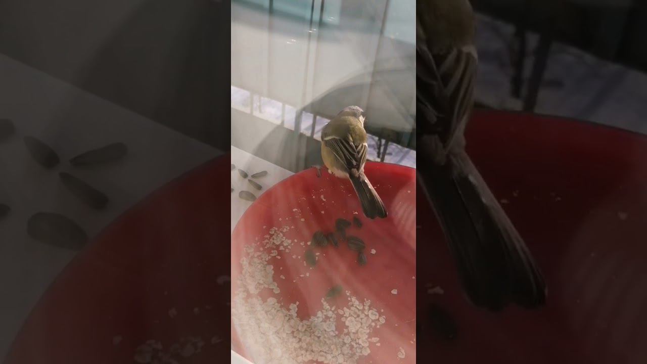 Первый зимний на календаре 1❄️️ смотреть онлайн