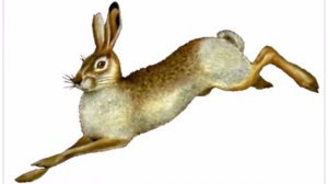 клип песня!плакали зверушки!под минус/ барбарики  взаимная подпика