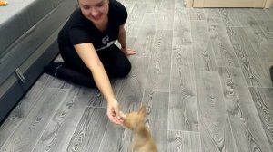 Дрессировка чихуахуа #2