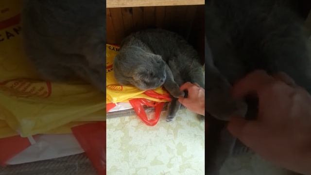 Сонная Бонни после крепкого сна:) смотреть онлайн