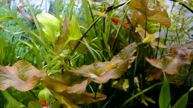 Меченосцы кои, Гуппи. Наличие в зоомагазине «СКАТ» 26.03.19 смотреть онлайн