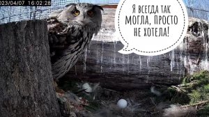 День из жизни совы Ёлки и её тренировочного яйца. Тайная жизнь совы