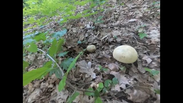 Боровик напівбілий. Боровик жовтий.Hemileccinum impolitum. смотреть онлайн