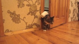 НОВЫЕ ПРИКОЛЫ КОТОВ! КОТ МАЛЫШ И МУРКА РАЗЫГРАНЫ / НОВЫЕ СМЕШНЫЕ ПРИКОЛЫ/ Кролик Баффи и кот Малыш