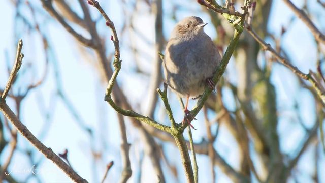 Soothing Bird Chirping - Relaxing Nature Sound, Bird Song, Forest Sounds For Stress Relief смотреть онлайн