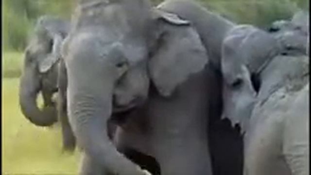 The Genius Of Charles Darwin Documentary By Richard Dawkins