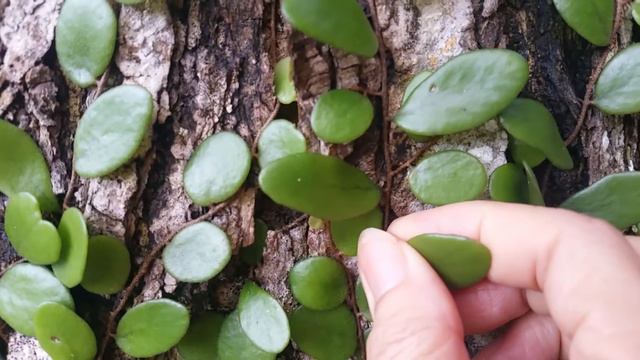 dragon scales S смотреть онлайн
