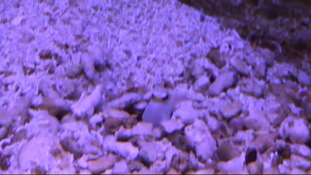 Mexico, Xcaret Park-100 Reasons To Visit! Мексика, Шкарет парк, Юкатан