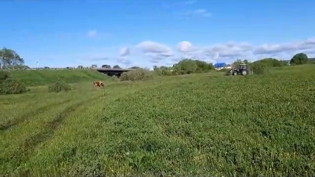 ПАСТБИЩЕ!!!ПРИБАВИЛИ МОЛОКА-УВЕЛИЧИЛСЯ ДОХОД!!! смотреть онлайн