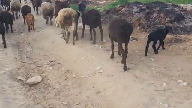 (87)Новорожденные до 10 дней смотреть онлайн