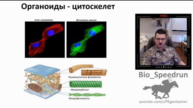 7. Строение клетки (Speedrun общая биология 9-11 класс, ЕГЭ, ОГЭ 2021) смотреть онлайн