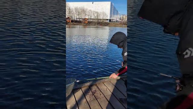 14.04.22 КРХ Белая Дача Запуск 151.5 кг.,форели смотреть онлайн