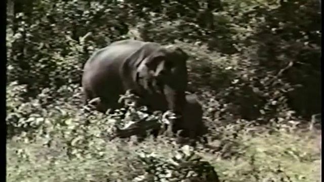 Отряд Хоботные смотреть онлайн