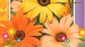 Диморфотека Смесь окрасок. Краткий обзор, описание характеристик dimorphoteca sinuata Smes' okrasok