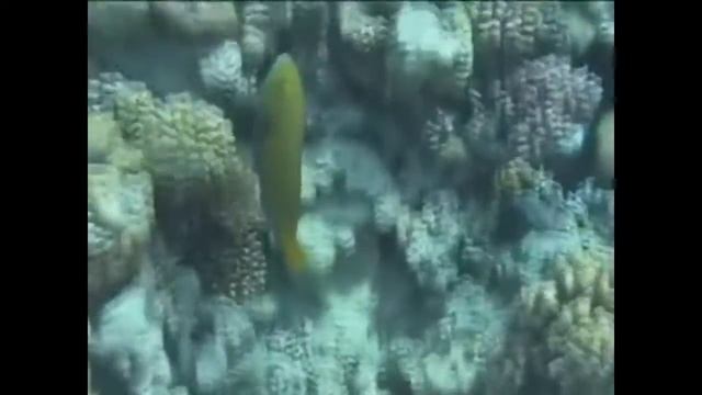 Рыбки в море не молчат смотреть онлайн