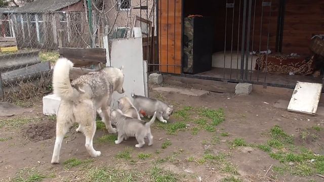 На сколько умны Щенки Хаски? ))) смотреть онлайн