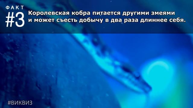 Что ты еще не знаешь о змеях? #ФактыПротивМифов | Вопрос 257 | Викторина 