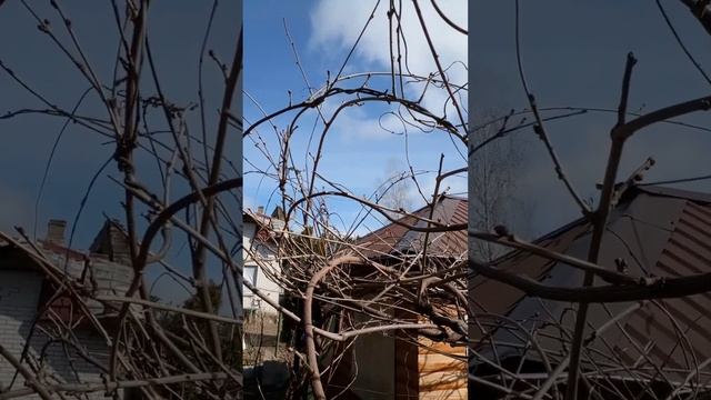 Глициния. Листочки или цветочки? Как определить на каких почках будет цветение? смотреть онлайн