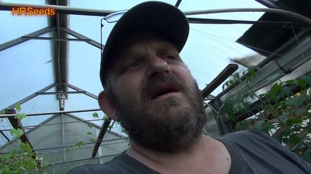 ⟹ Dwarf Tamarillo | Solanum abutiloides | They Are So So Good! смотреть онлайн