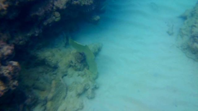 Барбадос. Рыбки Карибского моря. смотреть онлайн