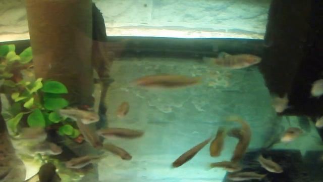 DSCF0361 - Лиммия чернополосая . смотреть онлайн