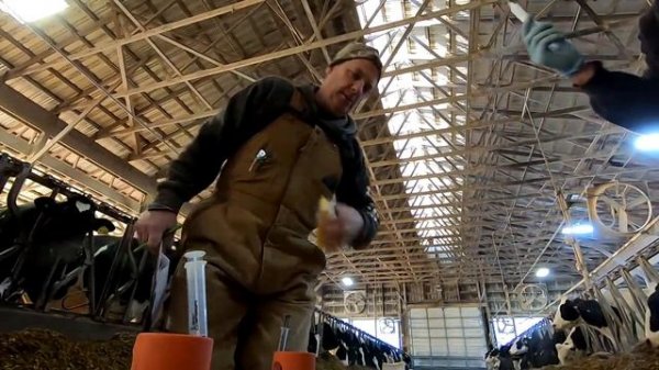 Monday Morning Chores & Selling Cows