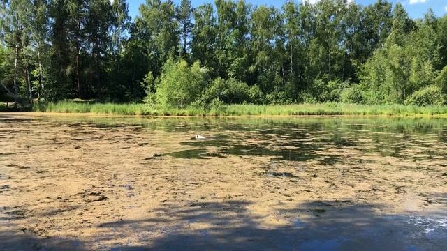 Подача с воды. Щенок английского сеттера. смотреть онлайн