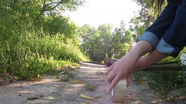 Трутовик чешуйчатый (Polyporus squamosus). Как срезать трутовик чешуйчатый. смотреть онлайн