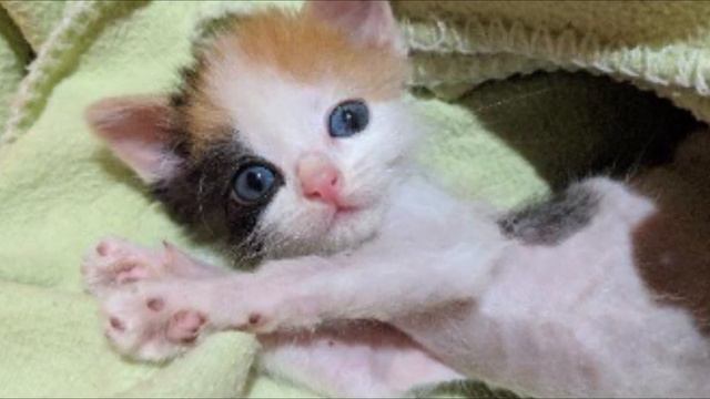 Котенок уже был при смерти от голода. Случилось чудо и он был спасен. смотреть онлайн