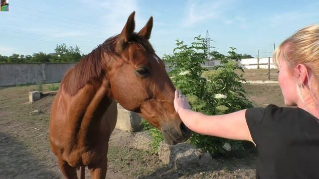 Мини зоопарк, Царь зверей лев, лошадки, ослики и даже волки! смотреть онлайн