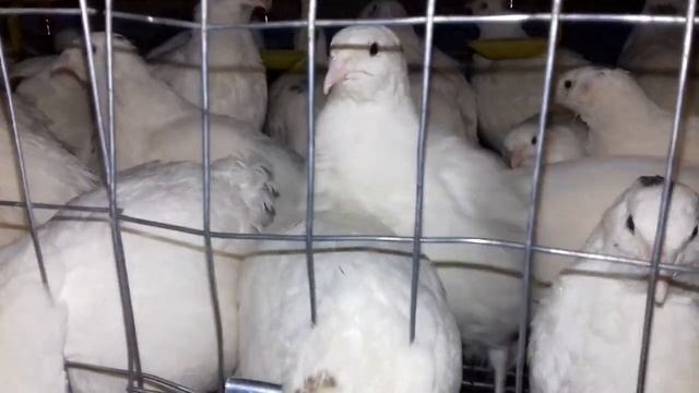 Самая лучшая птица в хозяйстве.Моё мнение. смотреть онлайн