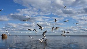 Анна Барашкова - Хоптолор (Караоке)