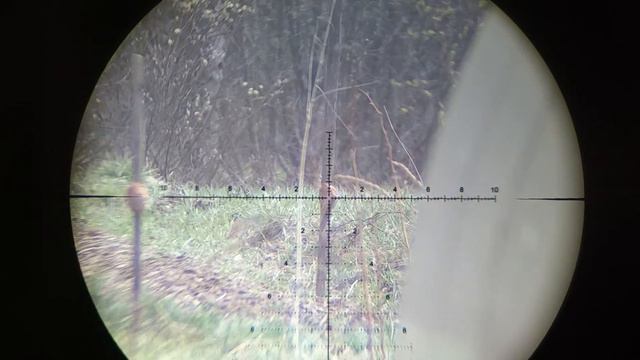 Кокосы против полнотела смотреть онлайн