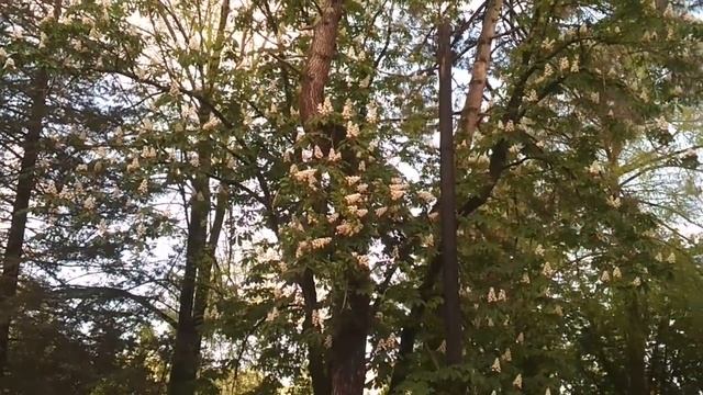 Цветет жасмин. смотреть онлайн