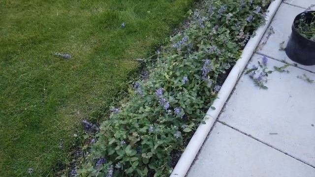 Cutting back Catmint pruning deadheading in summer Nepeta Summer Magic смотреть онлайн