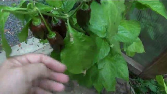 ⟹ GREENHOUSE TOUR | Pepper, Tomato, Plants, an more! смотреть онлайн