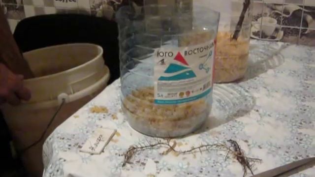 Хранение саженцев винограда зимой в подвале. смотреть онлайн