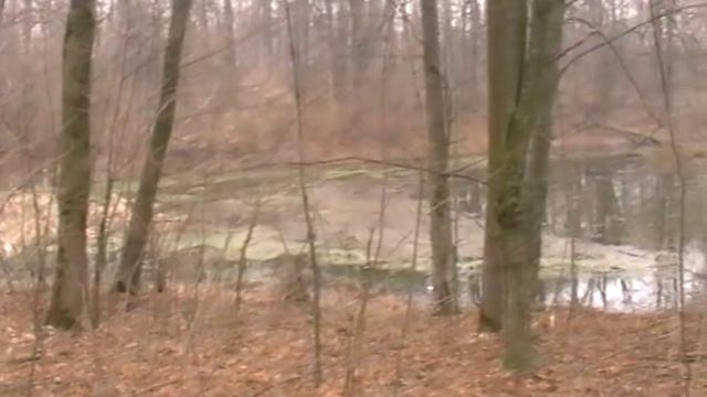 ✅Search for treasure in the old park \\ Поиск кладов в старом парке и на месте корчмы смотреть онлайн