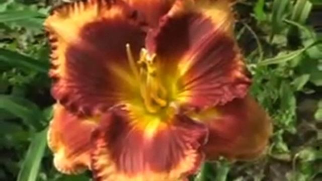 Лилейник daylily AUTUMN CONCERTO смотреть онлайн
