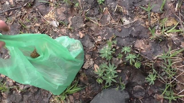 ПОШЁЛ НА ПРОГУЛКУ С СОБАКОЙ И НАБРАЛ МНОГО ГРИБОВ! Майские грибы! смотреть онлайн