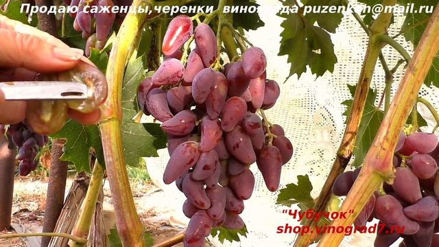 Виноград ДУБОВСКИЙ РОЗОВЫЙ крупные грозди и ягоды даже на молодом кусте. Пузенко Наталья Лариасовна смотреть онлайн
