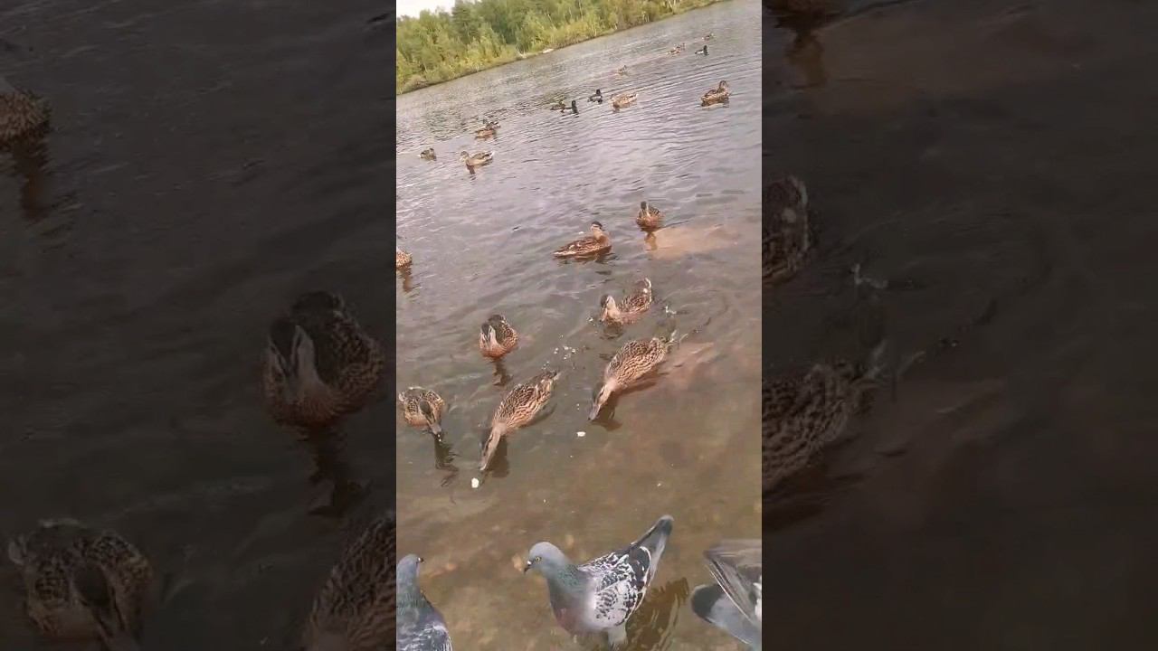 ▷Кормим уток и голубей◁ смотреть онлайн