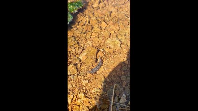 Источник Чойган, р. Изиг-Суг, р. Хамсара. Тува 2021