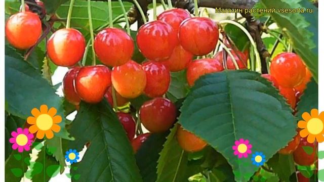 Черешня гибридная Фатеж. Краткий обзор, описание характеристик prunus avium Fatezh смотреть онлайн