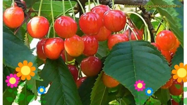 Черешня гибридная Фатеж. Краткий обзор, описание характеристик prunus avium Fatezh