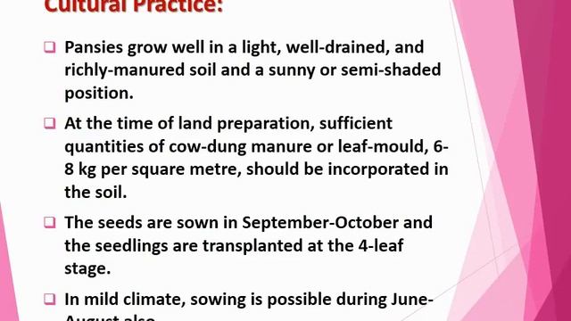 Viola tricolor hortensis, Pansy, Heart's Ease, Viola смотреть онлайн